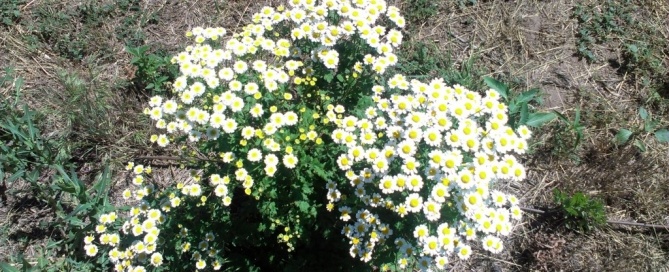 chamomile, organic skin care, Lily Farm Fresh Skin Care