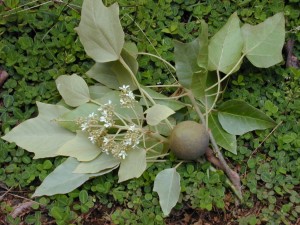 kuikui nut for natural skin care